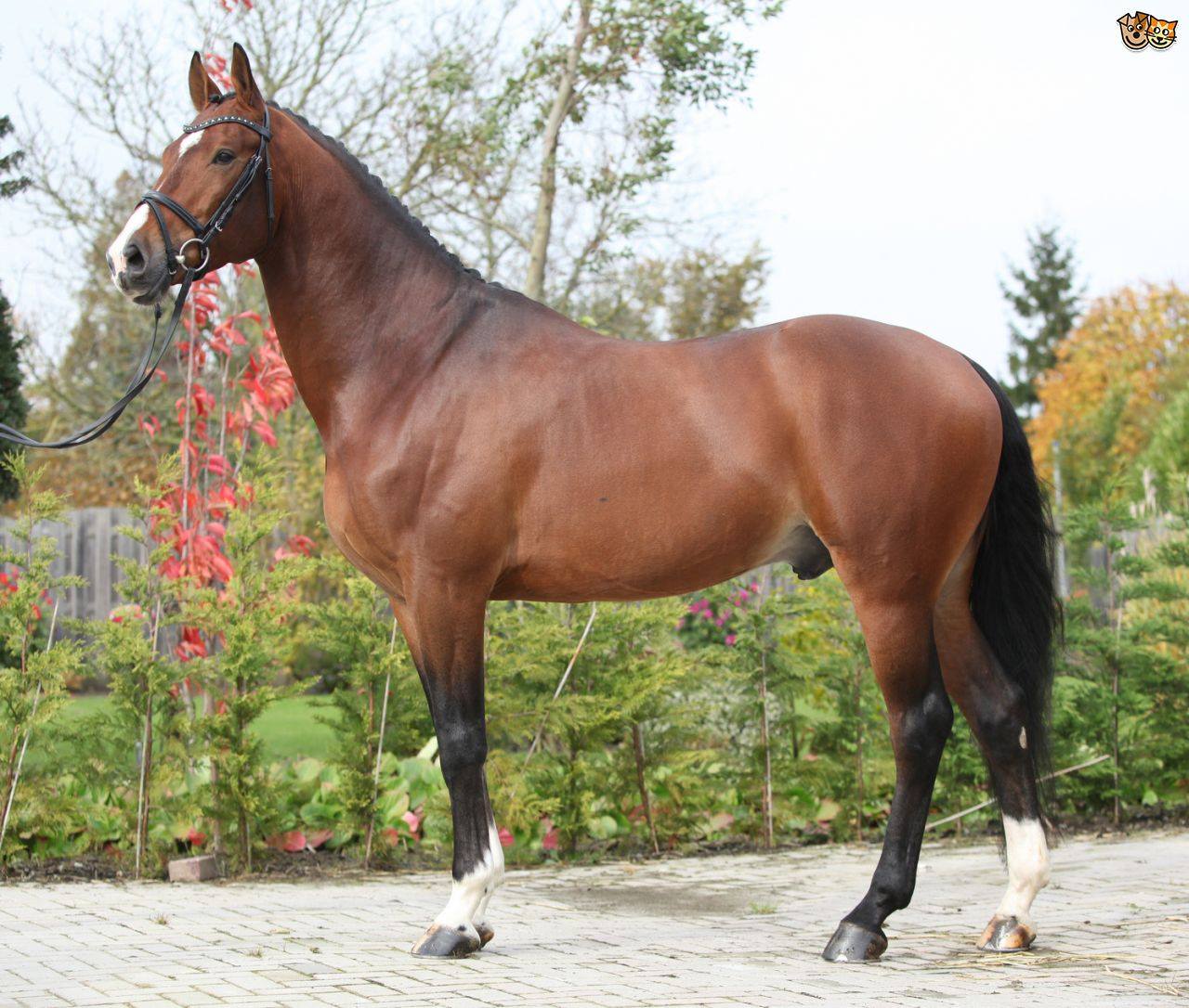 Hungarian Warmblood